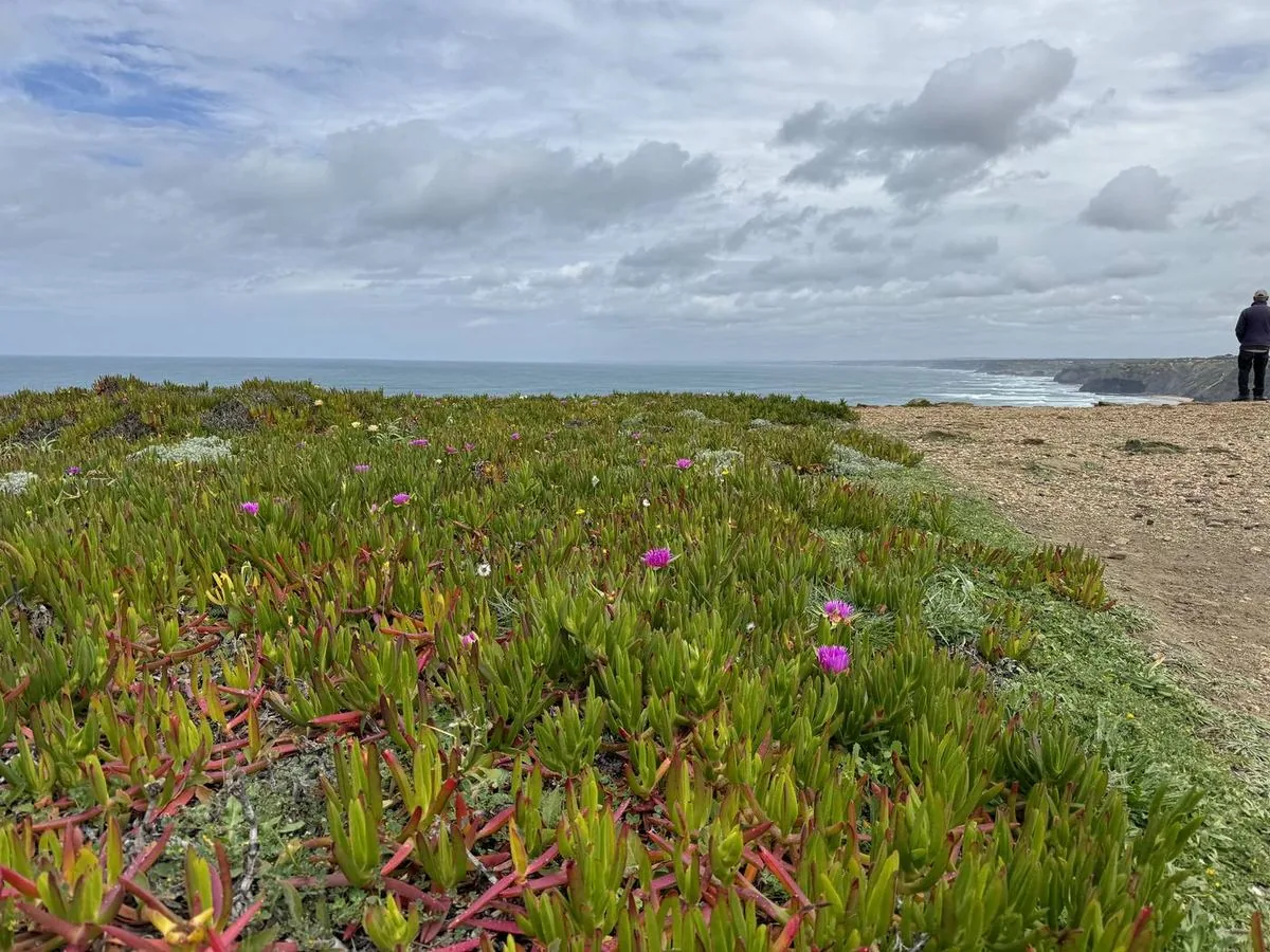 Wild flowers on the coastal path
